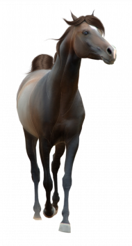 Black horse png download