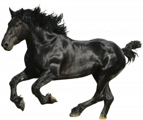 Black Horse png image image with transparent background
