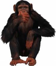 black monkey transparent