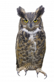 Black owl png transparent background