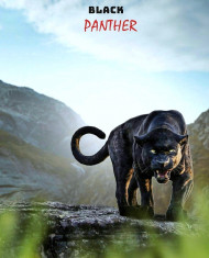 Black panther Editing background