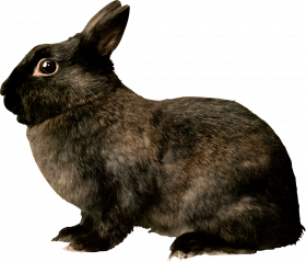 black Rabbit transprent png