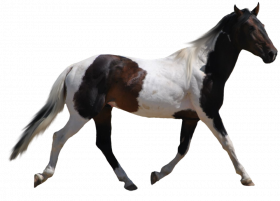 Black & white Horse transparent png