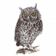 Black & white owl png transparent background