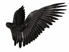 Black wing transparent png images,wing pnmg hd