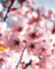 Bloosm editing background