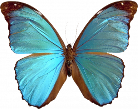 Blue butterfly png