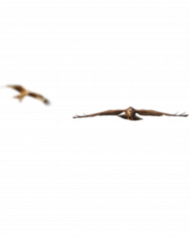 Blur birds transparent png,Birds png images