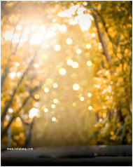 Blur bokeh Free Cb Edit Background Photos