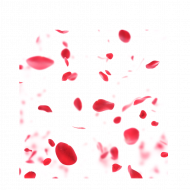 Blur rose transprent background