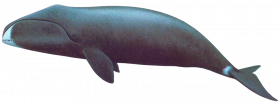 Bowhead Whale hd png