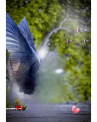 Broken Wings Cb Background free