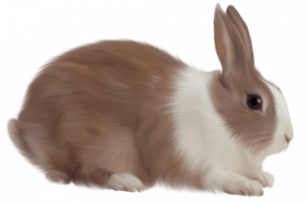 Brown And white Rabbit png
