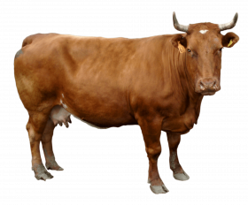brown cow png image