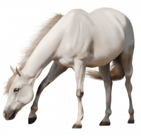 brown horse png image download picture transparent background
