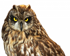 Brown Owl png transparent background