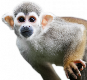 Brown white animal monkey transprent background