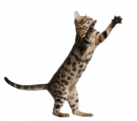 Brown White Cat jumping png