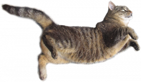 Brown White Cat png