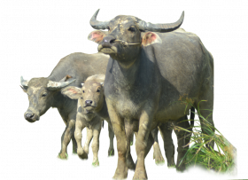 buffalo png image  hd png