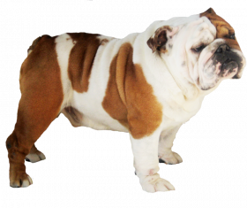 bulldog transparent hd png