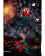 Burn rose cb background images