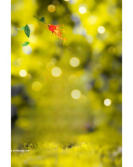 Burn rose free cb backgrounds