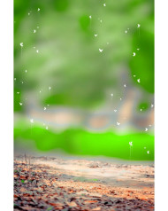 Butterflies cb edit background