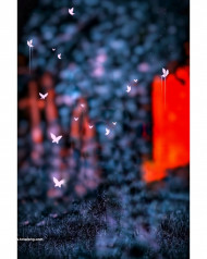 Butterflies cb editing background