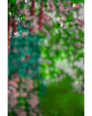 Butterflies cb editing background