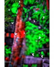 Butterflies cb photo editing background