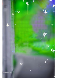 Butterflies hd cb editing background