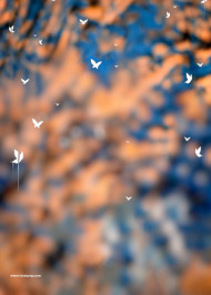 Butterflies snapseed cb editing background