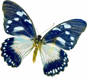 butterfly blue png