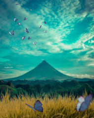 Butterfly photo editing background