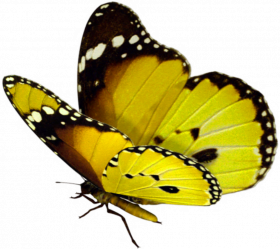 butterfly png yellow