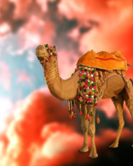 Camel editing background
