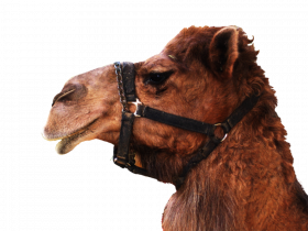 camel face hd png download