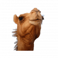 camel face png