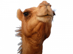 camel face transparent background