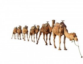 Camel group png transparent