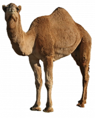 camel hd png download