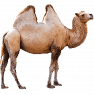 camel png hd