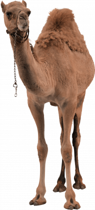 camel png image