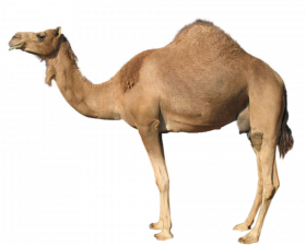 Camel png image with transparent background