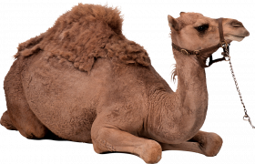 camel png transparent