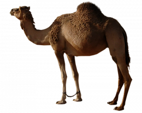 camel transparent background