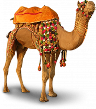 Camel with shadow png