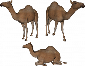 Camels  transparent background