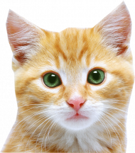 Cat face Png Transparent Background